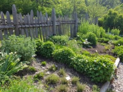 Jak stworzyć ogródek ziołowy na świeżym powietrzu oraz poprawić swoje zdrowie i nastrój?